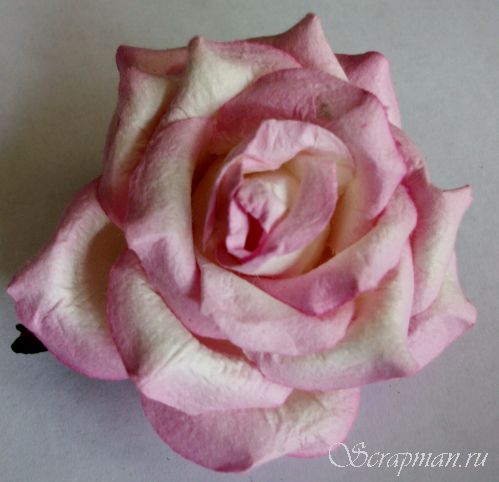 Роза открытая, цвет "Бело-розовый", 7см