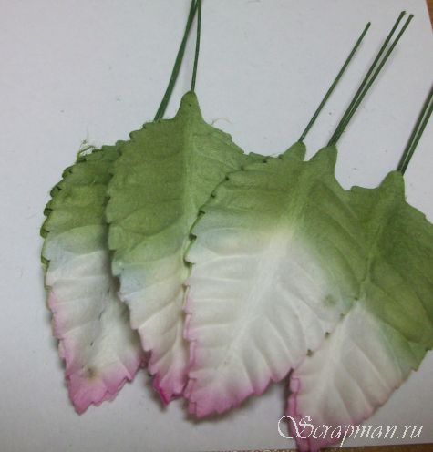 Листья трехтоновые (бело-зеленые с розовыми кончиками)