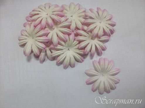 Цветы ромашки, 4,5 см., белые с розовыми кончиками. от магазина ScrapMan.ru