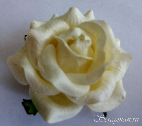 Роза объемная, цвет "Слоновая кость", 5см от магазина ScrapMan.ru