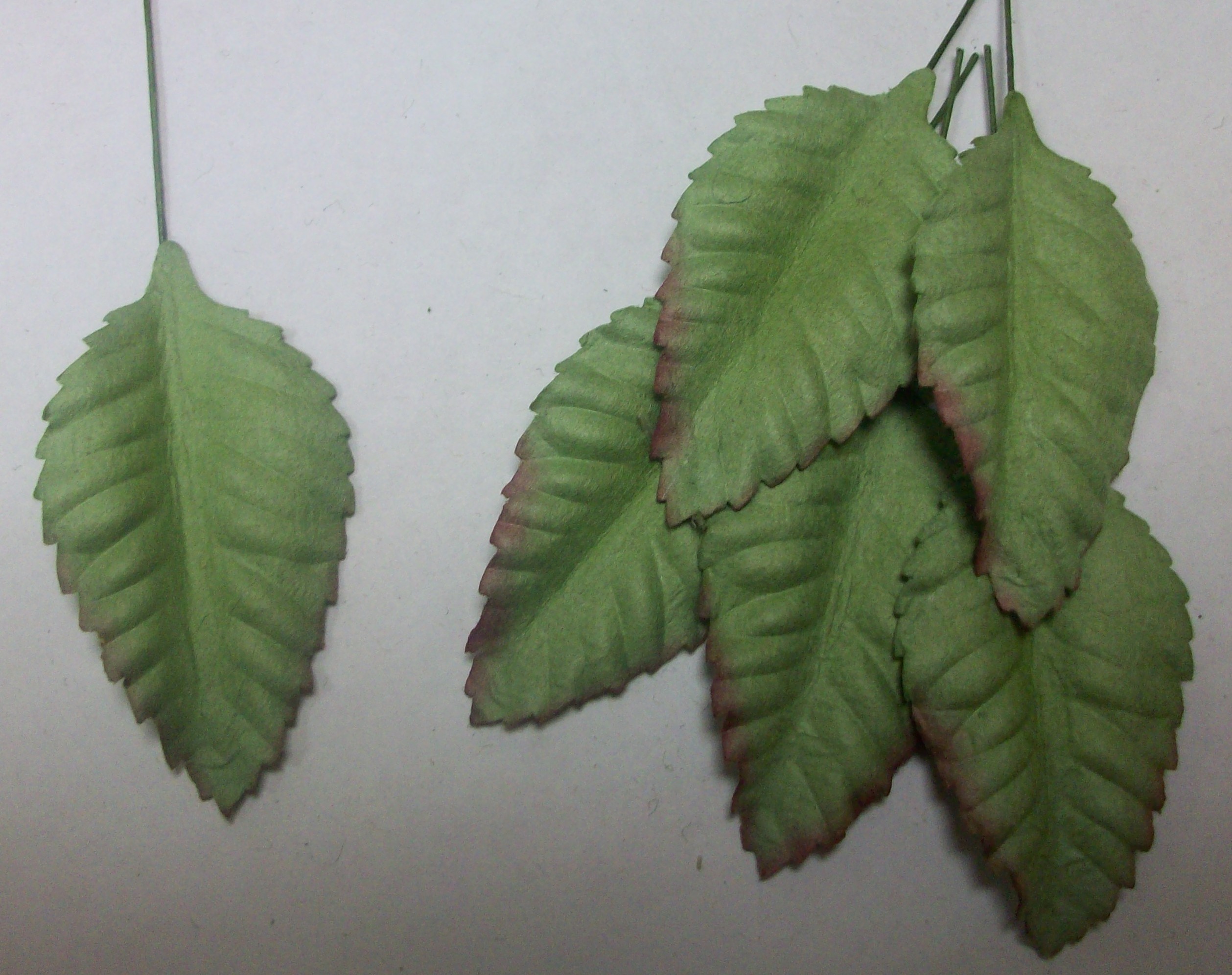 Листья двухтоновые (светло-зеленые с бордовыми кончиками)