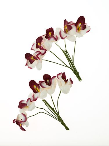 Орхидеи, цвет "Белый с бордовым"