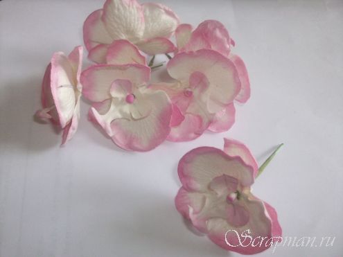 Орхидея, цвет "бело-розовый", 4см от магазина ScrapMan.ru