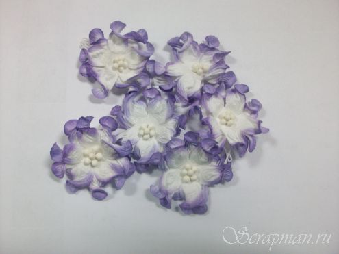 Гардения, двухцветная белый с фиолетовым, 4 см