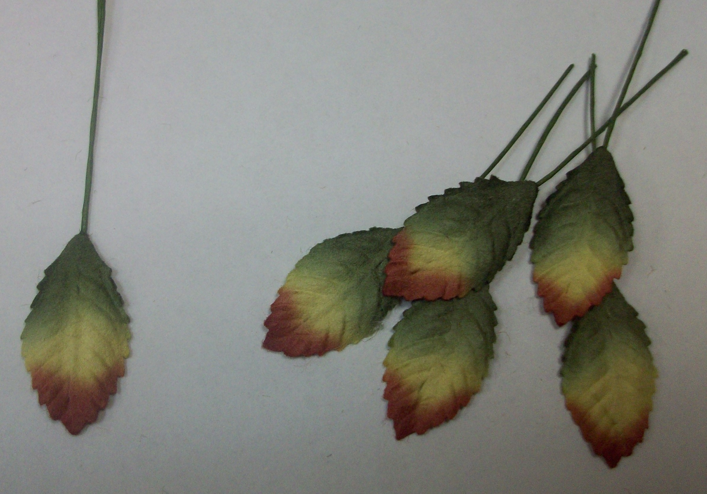 Листья трехтоновые (желто-зеленые с красными кончиками)