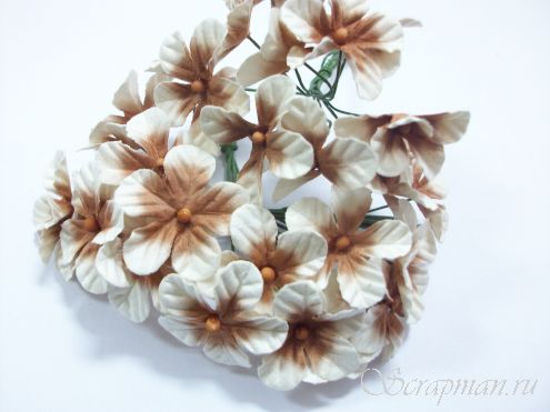 Маленькие цветы сливы, цвет кремово-коричневый от магазина ScrapMan.ru