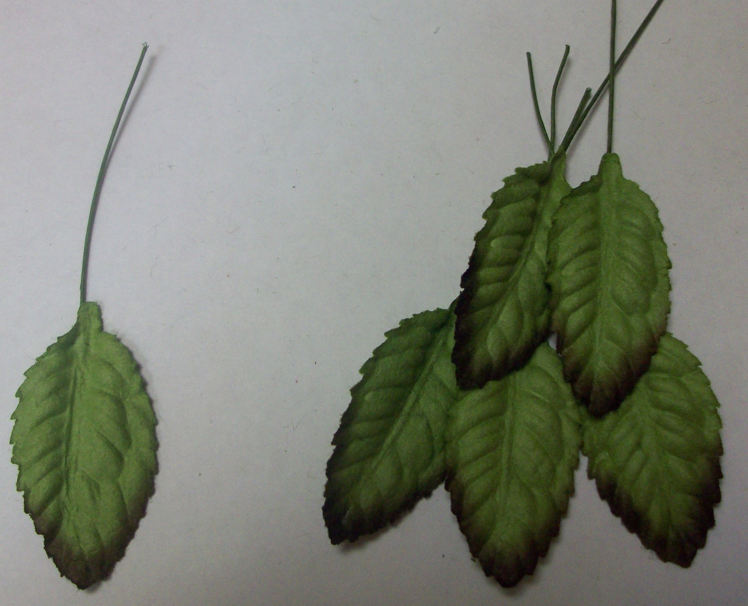 Листья двухтоновые (светло-зеленые с коричневыми кончиками)