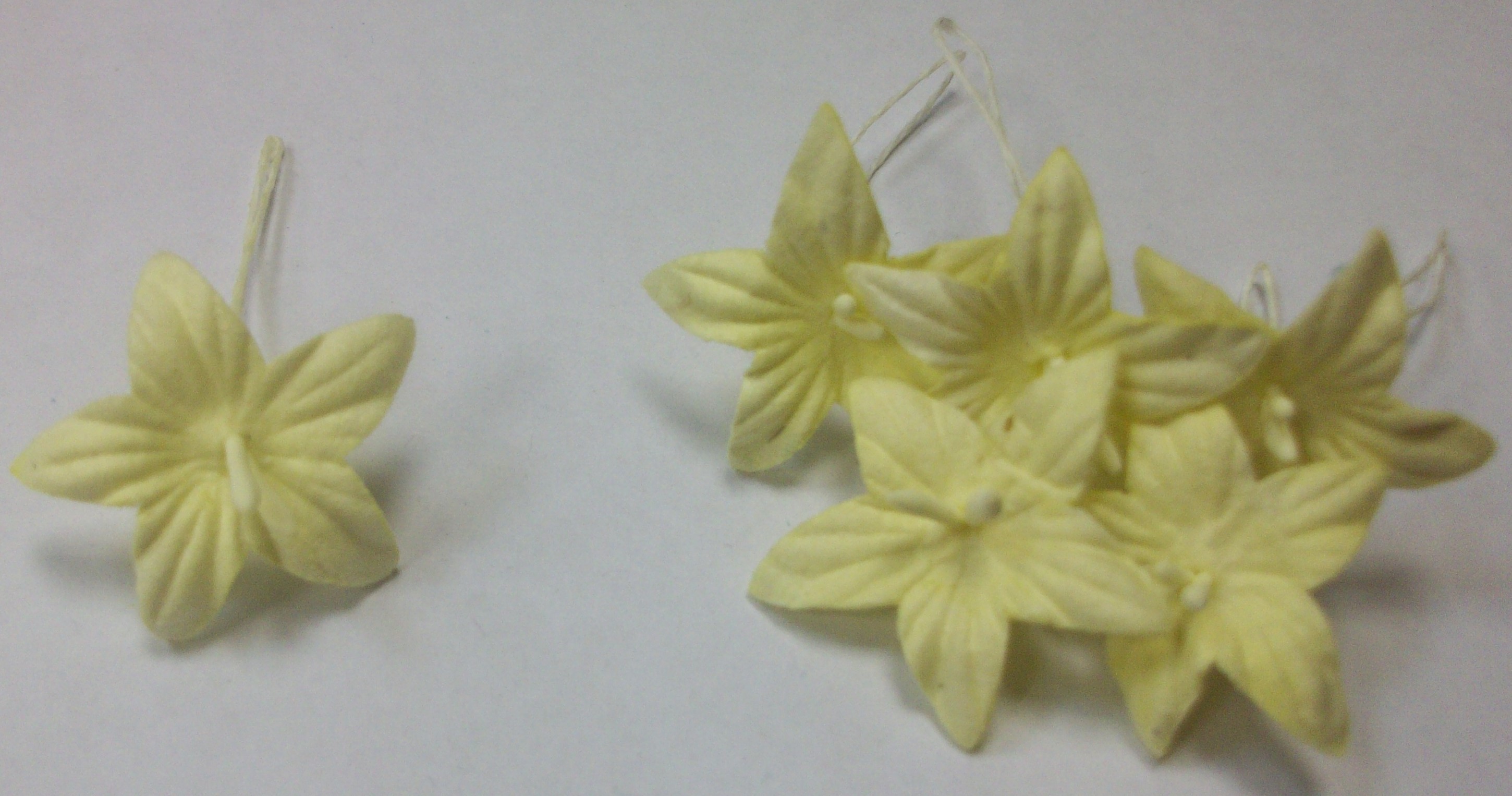 Цветок жасмина, цвет бледно-желтый
